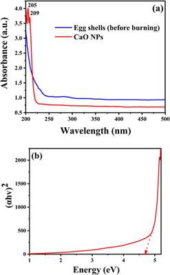 Green synthesis of CaO nanoparticles from chicken eggshells: antibacterial, antifungal, and heavy metal (Pb2⁺, Cr2⁺, Cd2⁺ and Hg2⁺) adsorption properties